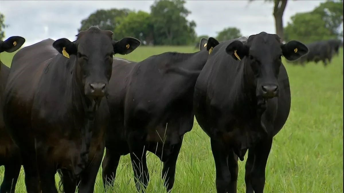 Premium Cattle