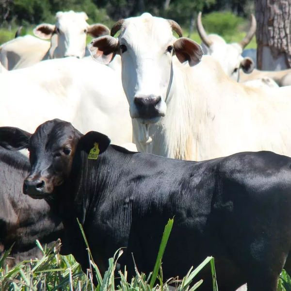 Live Cattle